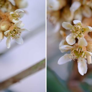 ビワ,広い庭の画像