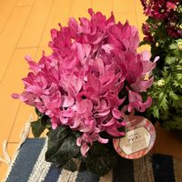 キンセンカ,シクラメン,ノースポール,ラナンキュラス,ガーデンシクラメンの画像