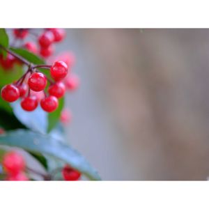 マンリョウ,広い庭の画像