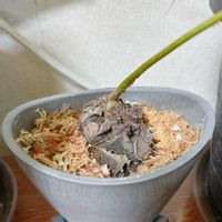 リュウビンタイの画像