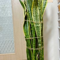 サンスベリアの画像