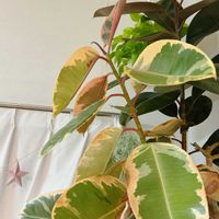 フィカス・ティネケの画像