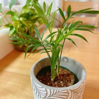 テーブルヤシの画像