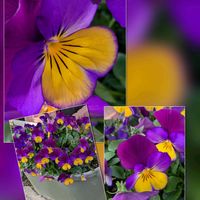 チェリーセージ,ツバキ,ツバキ,ツバキ,ビオラの画像