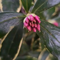 ジンチョウゲの画像