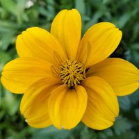 ビデンス,ウィンターコスモス,キュンキュン乙女倶楽部,黄色いお花大好き協会,幸せの黄色いお花の画像