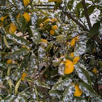 ブルーベリー,柚子, ゆき  ,庭の画像