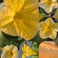 イベリス,ナンテン,バラ,ペチュニア,パンジーの画像