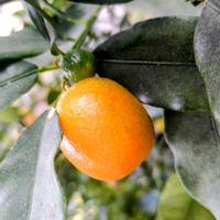 キンカン,キンカン,ドウダンツツジ,ぽかぽかお日様,本日の山茶花の画像