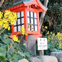 ツワブキ,ツワブキ,市の花,鵜戸神宮,旅好きの画像