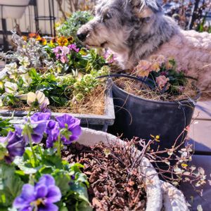 ビオラ,お散歩ちゃん,ナチュラルガーデン,ネコ好き,꒰ღ˘◡˘ற꒱かわゅ~の画像