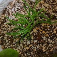 リプサリスの画像