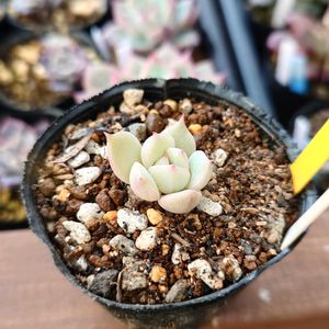 多肉植物,エケベリア属,実生,交配種,多肉大好きの画像