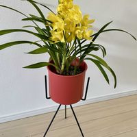 テーブルシンビジウム,テーブル　シンビジューム　ひまり,インテリアグリーン,インテリア雑貨,おうち園芸の画像