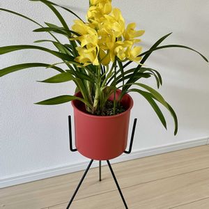 テーブルシンビジウム,テーブル　シンビジューム　ひまり,インテリアグリーン,インテリア雑貨,おうち園芸の画像