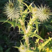 アザミ,シラン,梅の画像