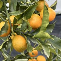 アジサイ,キンカン,キンカン,冬アジサイ,レウィシアの画像