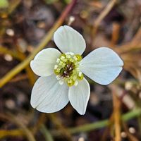 バイカオウレン,鉢植え,明るい日陰,プランター,ガーデニング初心者の画像