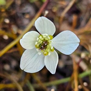 バイカオウレン,鉢植え,明るい日陰,プランター,ガーデニング初心者の画像