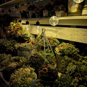 ビオラ,多肉寄せ植え,多肉棚DIY,no green no life,多肉のある暮らしの画像