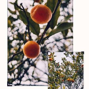 柚子,金柑,庭木,冬の楽しみ,小さい庭の画像