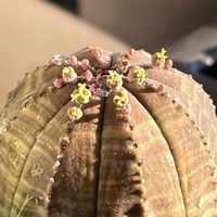 オベサ,ユーフォルビアの画像