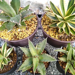 多肉植物,ビザールプランツ,多肉植物のある暮らし,癒やし,珍奇系の画像