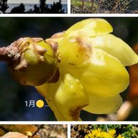 マツ,ロウバイ,菜の花,番外編　♪♪,公園の画像