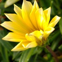 ガザニア,イエロー,大好きな花,風の中,ヒカリの画像