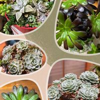 多肉植物,多肉寄せ植え,可愛い,元気！,もりもり多肉の画像