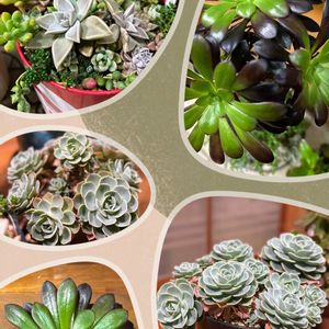 多肉植物,多肉寄せ植え,可愛い,元気！,もりもり多肉の画像