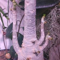 アデニウム,植物のある暮らし,植中毒,でけたしこ園芸,その他部屋の画像