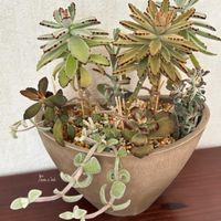 シナモン,シナモン,シナモン,月兎耳,月兎耳の画像