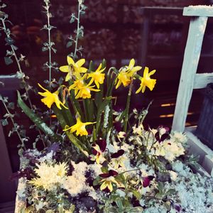 プランター,花のある暮らし,小さな庭♡,雪の画像