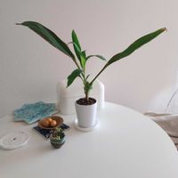 観葉植物,切り花,植え替え,一輪挿し,可愛いの画像