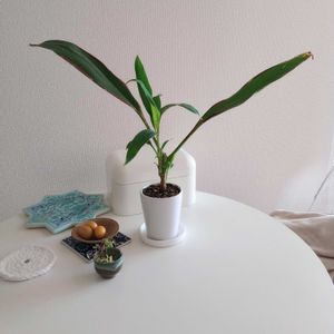 観葉植物,切り花,植え替え,一輪挿し,可愛いの画像