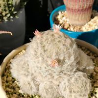 アロエ,サボテン,アロエ・クリスマスキャロル,アロエの花✨,マミラリア 白星の画像