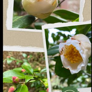 超古民家と庭,おうち園芸,I♡Chiba,広い庭の画像