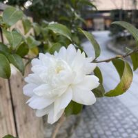 サザンカ,ツツジ,まきの木,椿 つばき,銀閣寺の画像