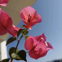 ブーゲンビリア,職場,今日の一枚,あか,ピンク❤︎ピンクの画像