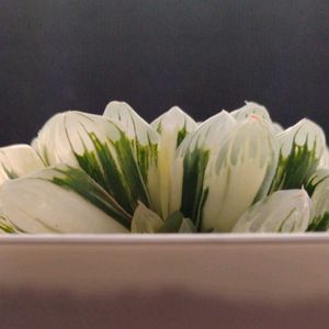 ハオルチア,多肉植物,ハオルチア属,多肉大好き,植物育成ライトの画像