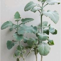 セダム,リプサリス,仙女の舞,美空の鉾,七宝珠の画像