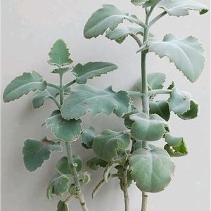 セダム,リプサリス,仙女の舞,美空の鉾,七宝珠の画像