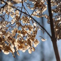 アナベル,お出かけ先の画像