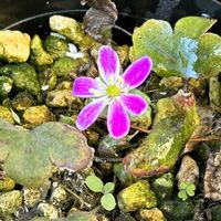 雪割草,雪割草,山野草,ピンクの花,シェードガーデンの画像