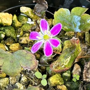 雪割草,雪割草,山野草,ピンクの花,シェードガーデンの画像