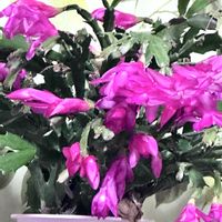 サボテン,シャコバサボテン,デンマークカクタス,デンマークカクタス,多肉植物の画像