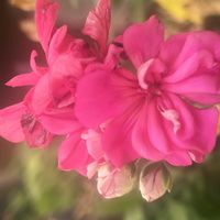 ゼラニウム,福寿草,愛犬ふうと,꒰ღ˘◡˘ற꒱かわゅ~,植物中毒の画像