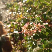 アベリア,ソシンロウバイ(素心蝋梅),ワンワン祭りの画像