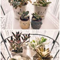 可愛い〜♡,多肉植物のある暮らし,とってもキレイ♡,キュンキュン乙女倶楽部,うさまるの画像